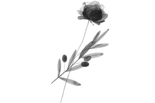 Rose Olivier