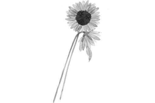 Sunflower Seed Oil