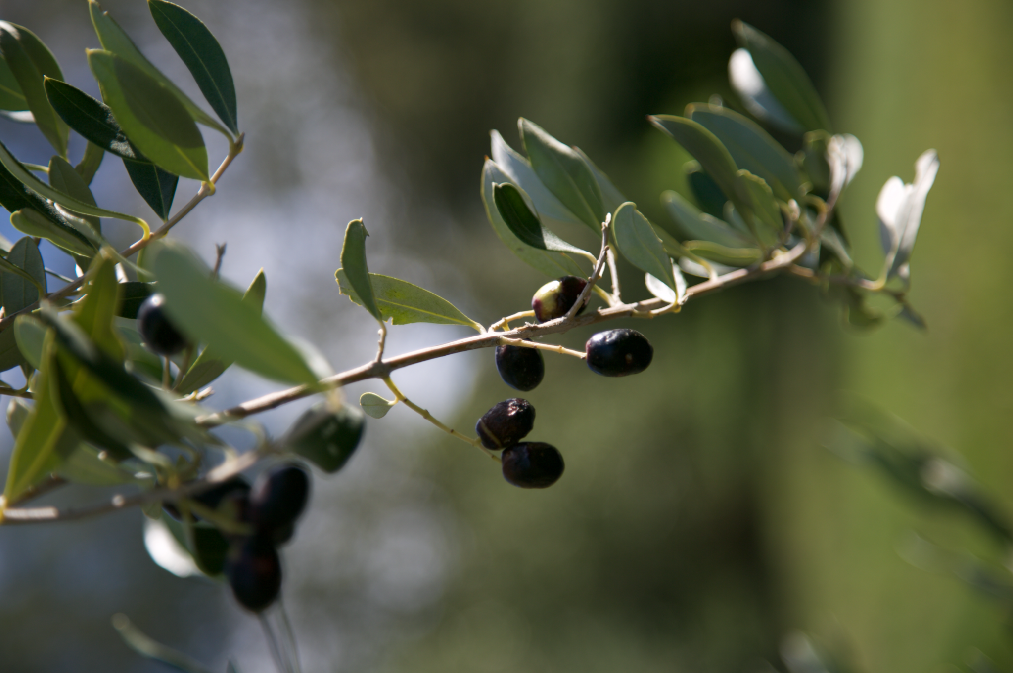 Olive oil is known as liquid gold in Provence