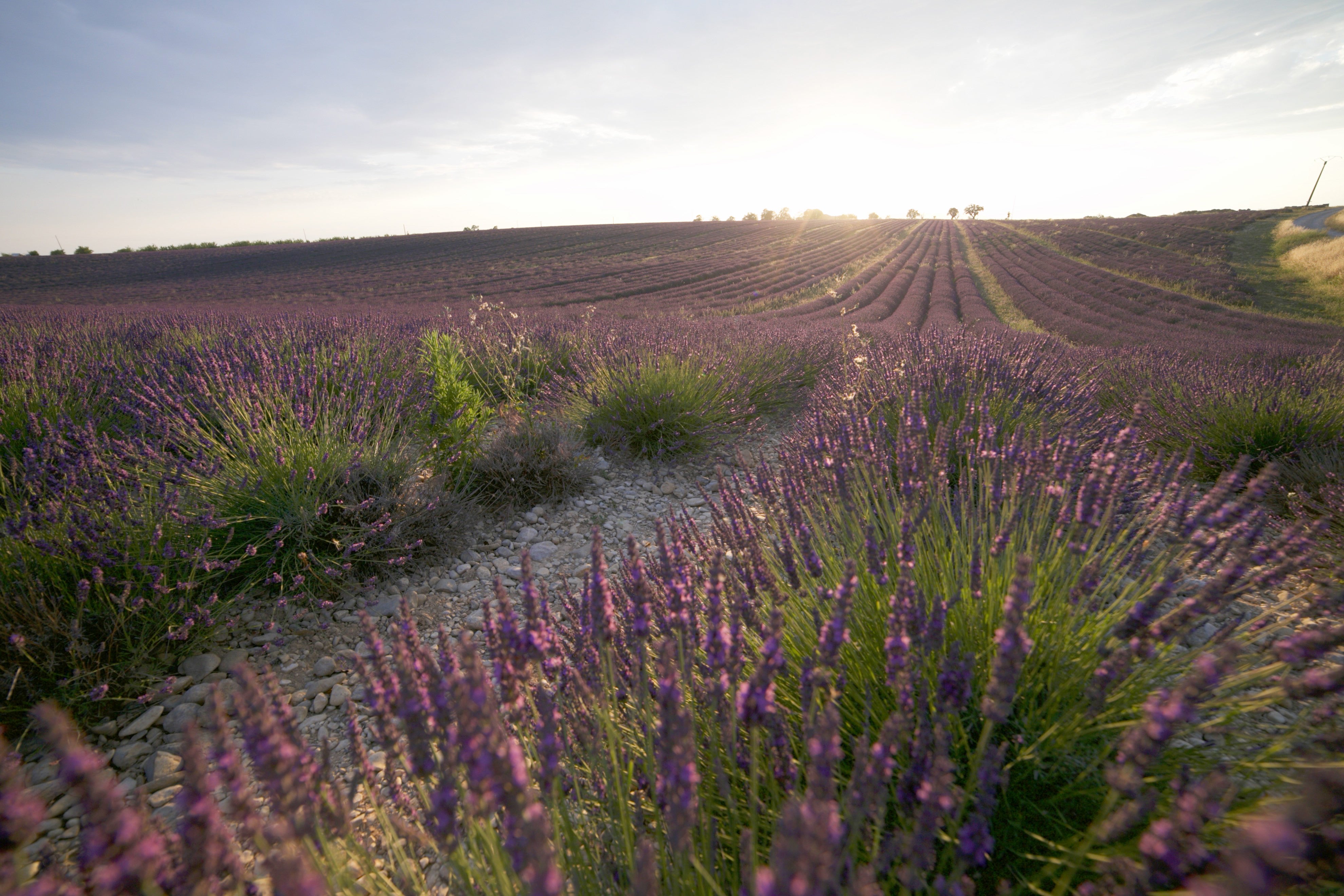 6 Uses for Lavender to Feel at Your Best